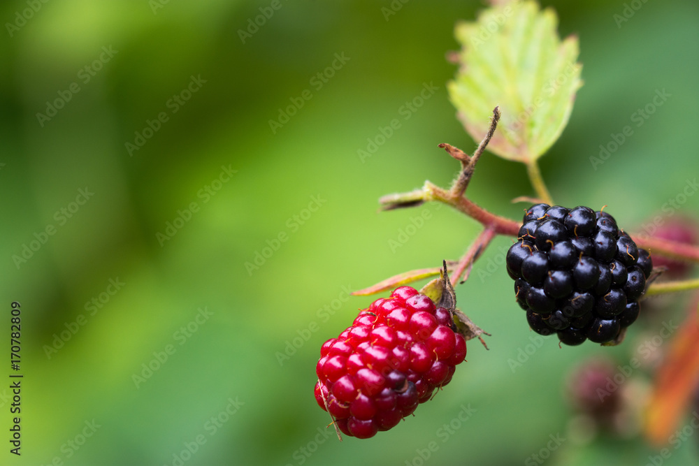 Blackbarries - one ripe Blackbarries - one ripe