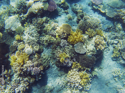 Tropical seashore underwater landscape. Coral reef and fish top view.