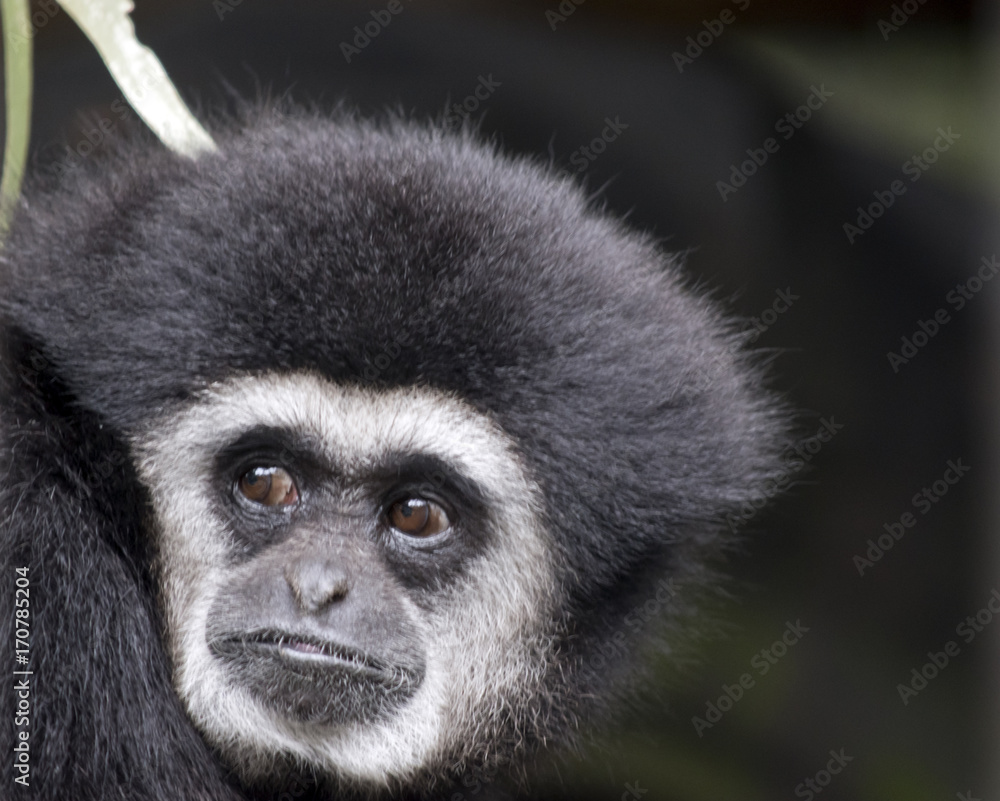 Fototapeta premium white handed gibbon