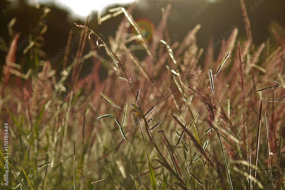 Field Field