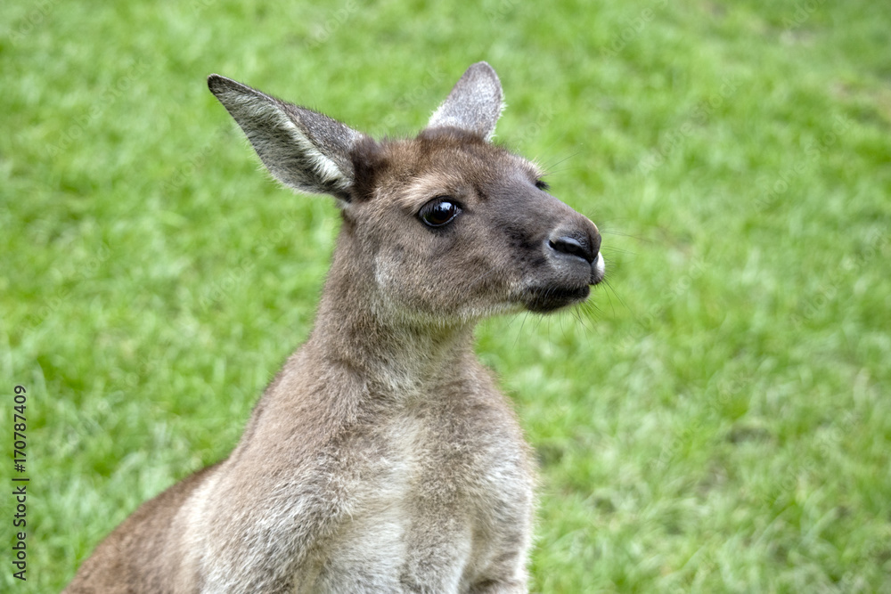 Kangaroo-Island kangaroo Kangaroo-Island kangaroo