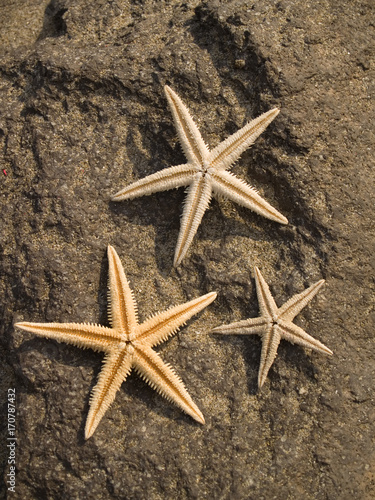 Three starfishes on rock © ivanmateev