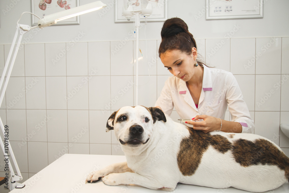 Veterinarian giving an injection to a dog in vet clinic Stock Photo ...
