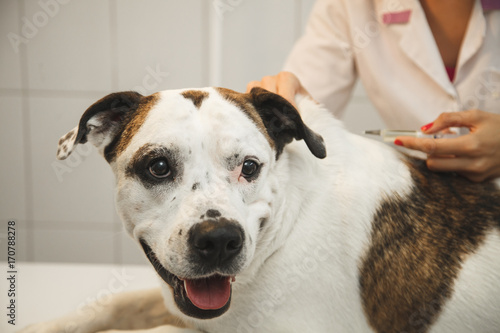 Veterinarian giving an injection to a dog in vet clinic