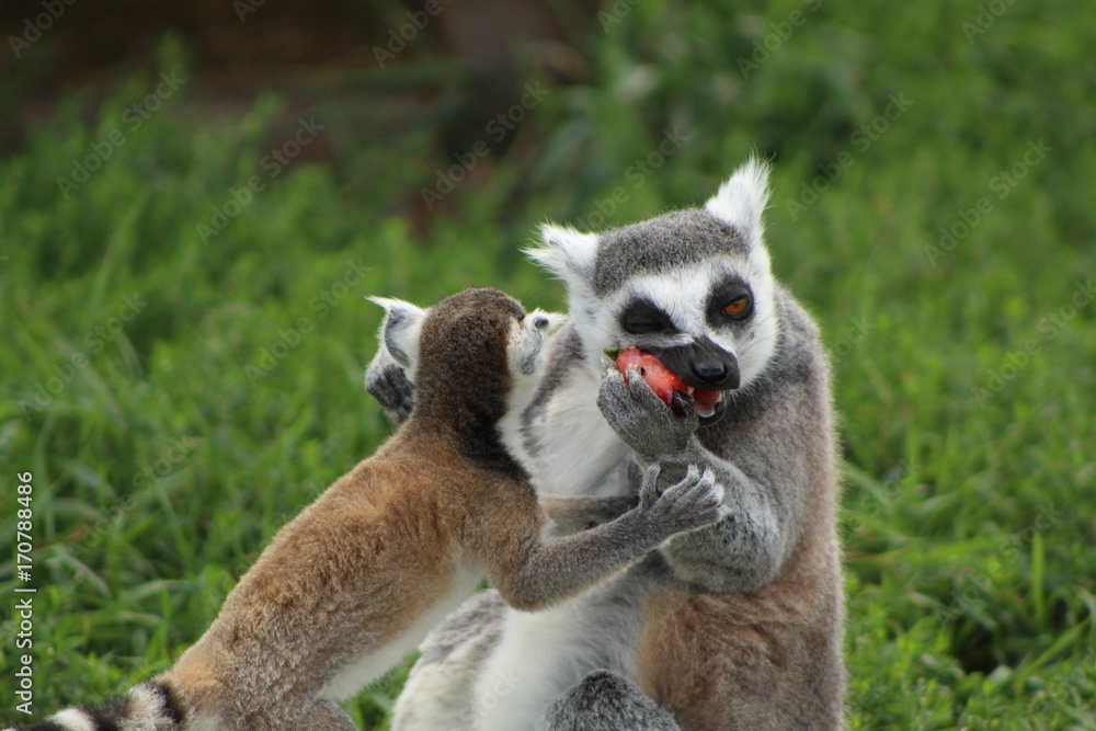 Fototapeta premium Lemurs eating a strawberry