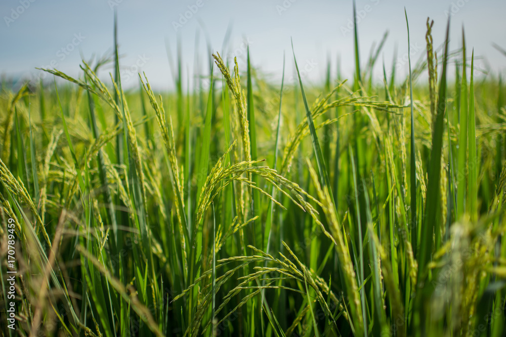 soft focus Rice fields in thailand soft focus Rice fields in thailand