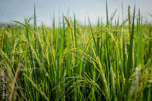 soft focus Rice fields in thailand