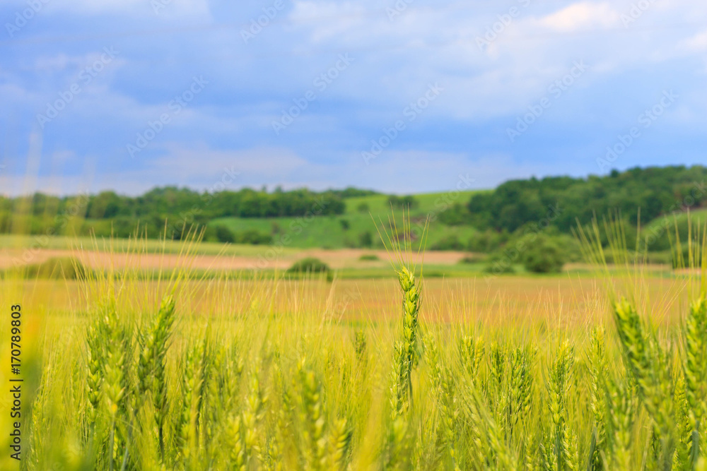 the field of young green wheat with selective focuse on some wheat spikes, closeup, a beautiful colorful landscape with the blue cloudy sky at sunset the field of young green wheat with selective focuse on some wheat spikes, closeup, a beautiful colorful landscape with the blue cloudy sky at sunset