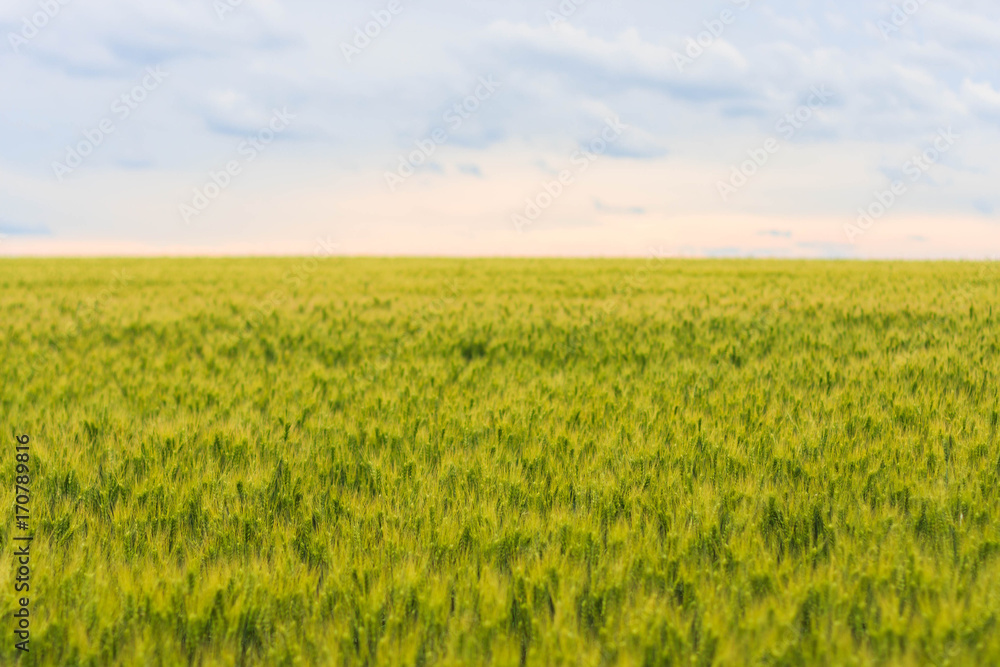 young green wheat field, a beautiful colorful landscape with the blue cloudy sky at sunset, selective focus