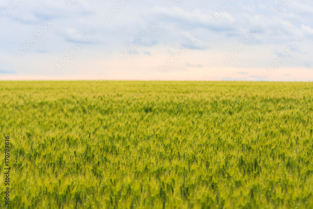 young green wheat field, a beautiful colorful landscape with the blue cloudy sky at sunset, selective focus young green wheat field, a beautiful colorful landscape with the blue cloudy sky at sunset, selective focus