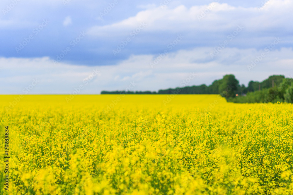 Beautiful field of the rape. Many yellow flowers close-up, with a beautiful blur, bokeh, selective focus.