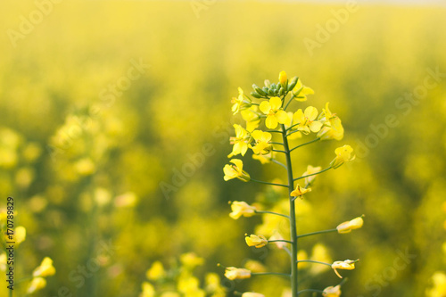 Canvas Print Beautiful flower of the rape