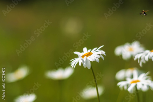 Wild camomile flowers growing in green grass, abstract floral natural ecology background
