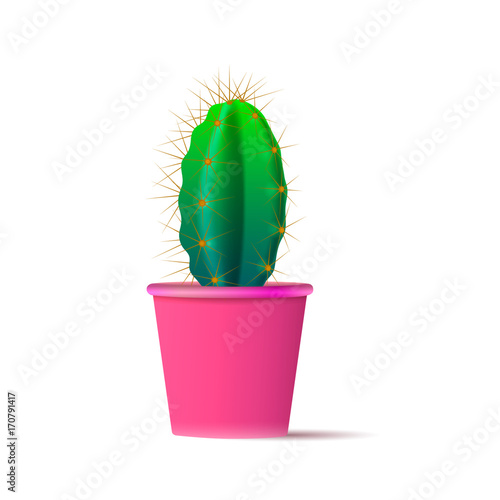 Cactus isolated illustration on white background