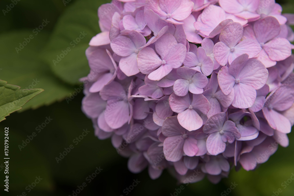 Pink Hydrangea Pink Hydrangea