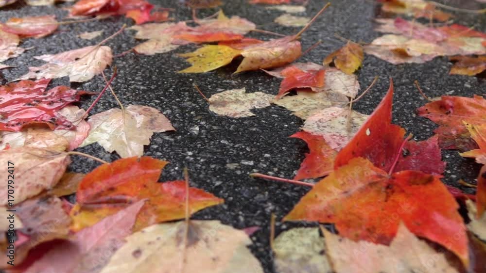 SLOW MOTION CLOSE UP: Wet fallen leaves laying on road in rainy autumn season. Drenched colourful autumn leaves laying on ground after rain in fall. Wet colorful leaves lying on autumn forest road. SLOW MOTION CLOSE UP: Wet fallen leaves laying on road in rainy autumn season. Drenched colourful autumn leaves laying on ground after rain in fall. Wet colorful leaves lying on autumn forest road.