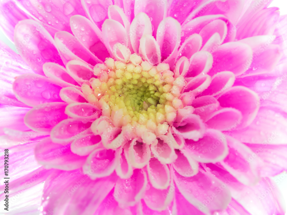 Close up Pink chrysanthemum flower on white background