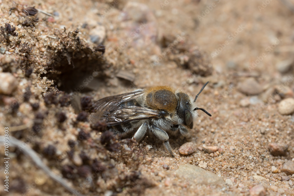 Trachusa byssina digging in sand Trachusa byssina digging in sand