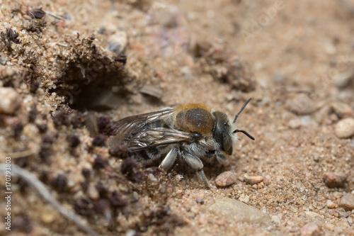 Trachusa byssina digging in sand