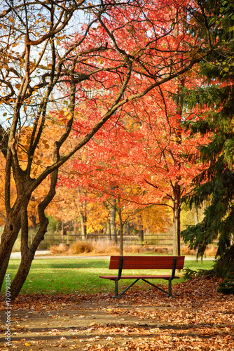 Empty bench at the colorful fall park