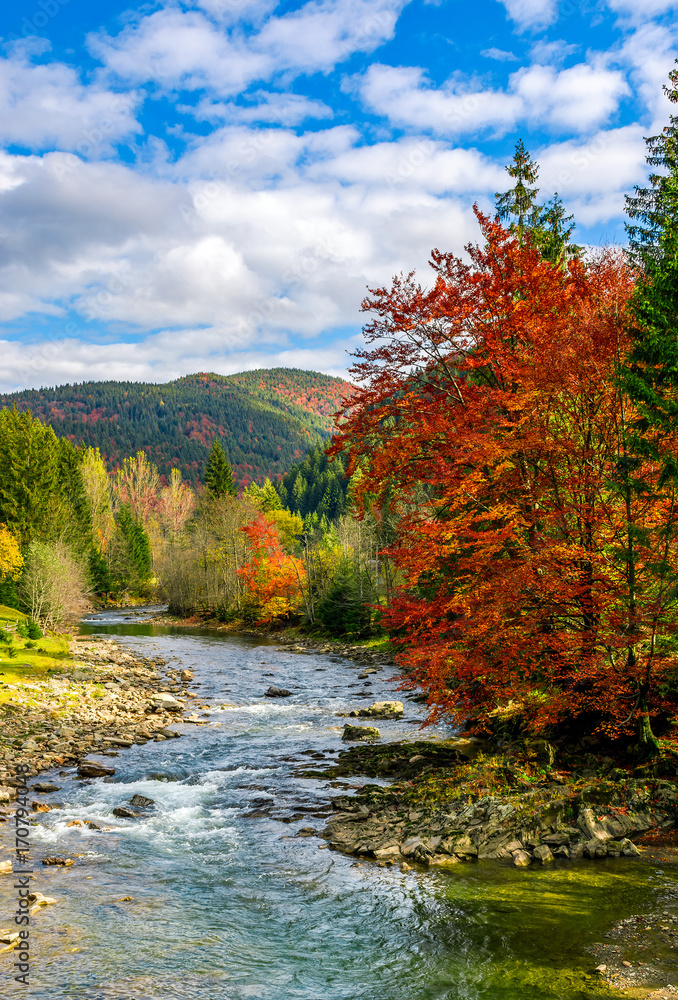 gorgeous day near the forest river in mountains. deciduous tree with vivid red foliage among spruce on the curve rocky shore. dreamy autumnal landscape