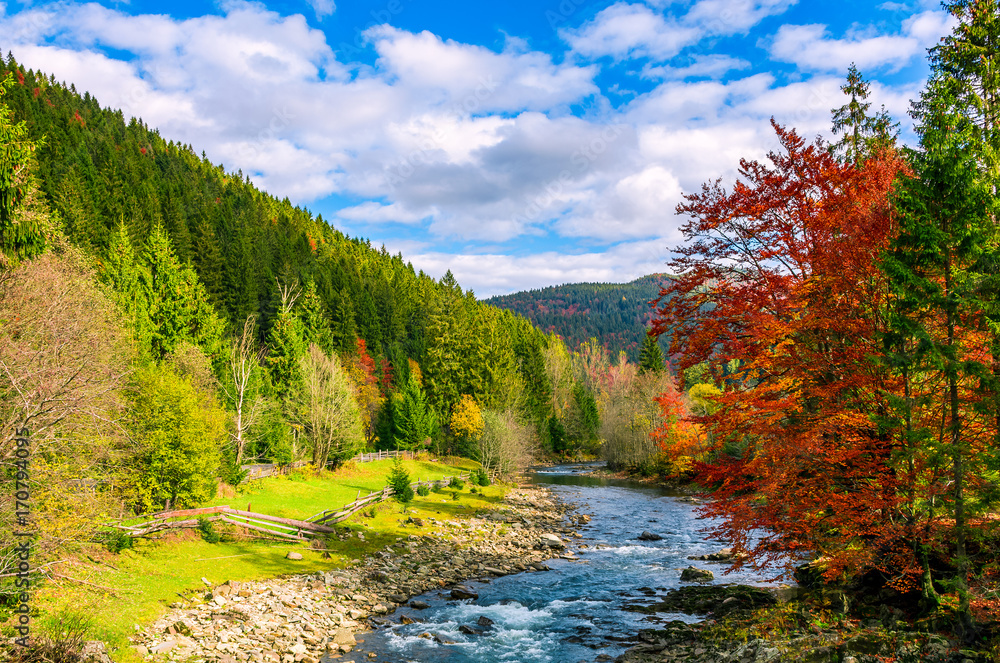 gorgeous day near the forest river in mountains. deciduous tree with vivid red foliage among spruce on the curve rocky shore. dreamy autumnal landscape gorgeous day near the forest river in mountains. deciduous tree with vivid red foliage among spruce on the curve rocky shore. dreamy autumnal landscape