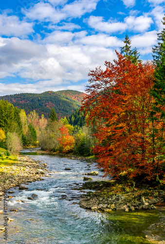 Принти на полотні gorgeous day near the forest river in mountains