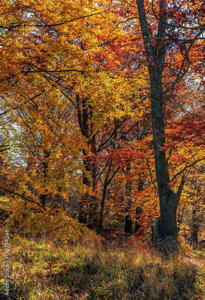 beautiful golden foliage on sunny day in forest. lovely autumnal background