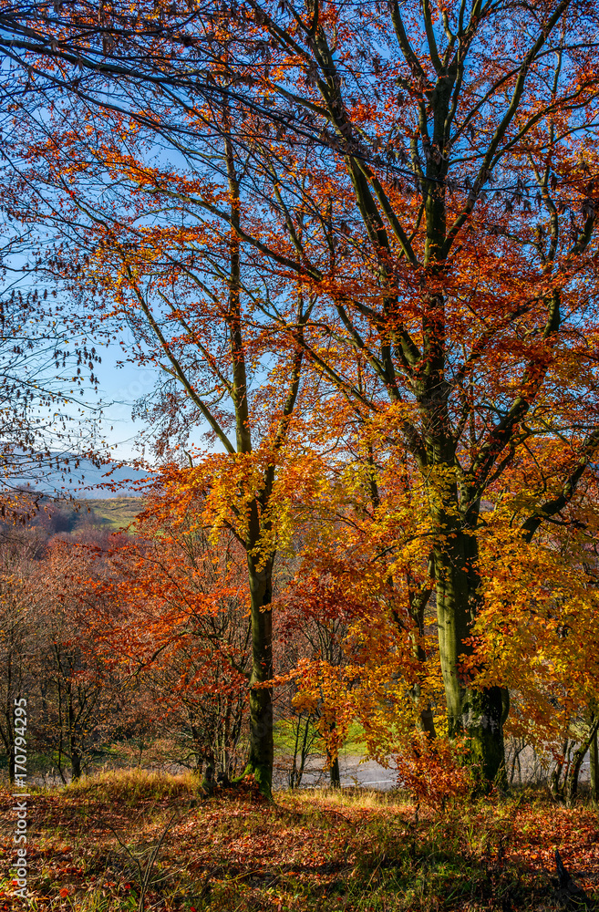 beautiful golden foliage on sunny day in forest. lovely autumnal background