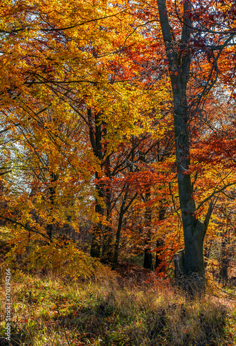 beautiful golden foliage on sunny day in forest. lovely autumnal background