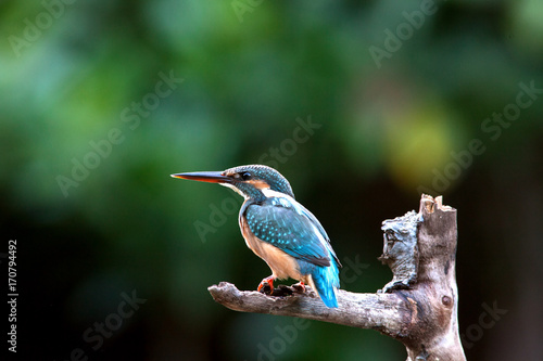 Common kiingfisher. Alcedo atthis is a common winter visitor bird of Thailand which could be find during migration season during September to March each year.