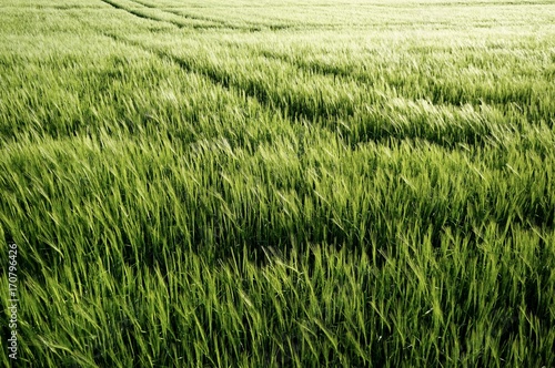 green lines of nature