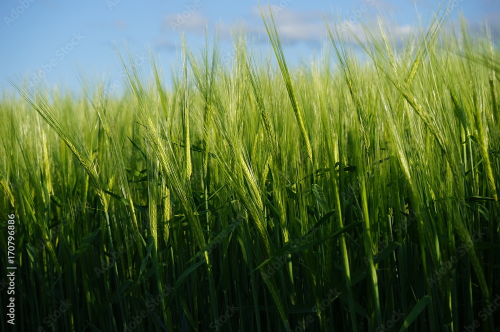 green fenced field in the United Kingdom on a sunny day green fenced field in the United Kingdom on a sunny day