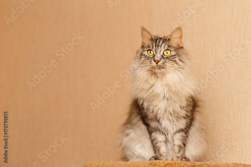 Foto Fluffy cat