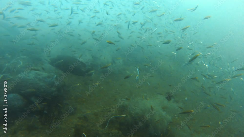 A medium shot of fish underwater that looks like rain of fish A medium shot of fish underwater that looks like rain of fish