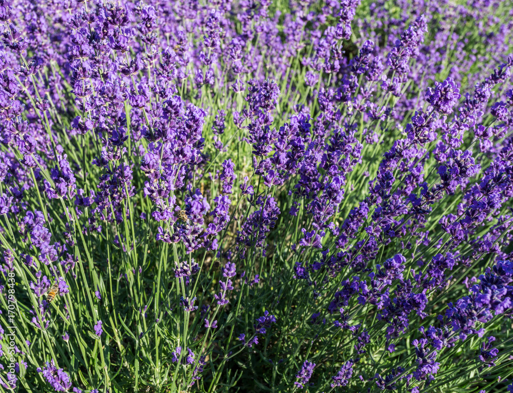 Naklejka premium purple lavender flowers at morning time with blurred background in the garden.