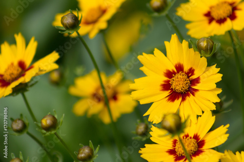 Beautiful and brilliant cropping of Lanceleaf Coreopsis or Tickseed which is a member of the sunflower family.