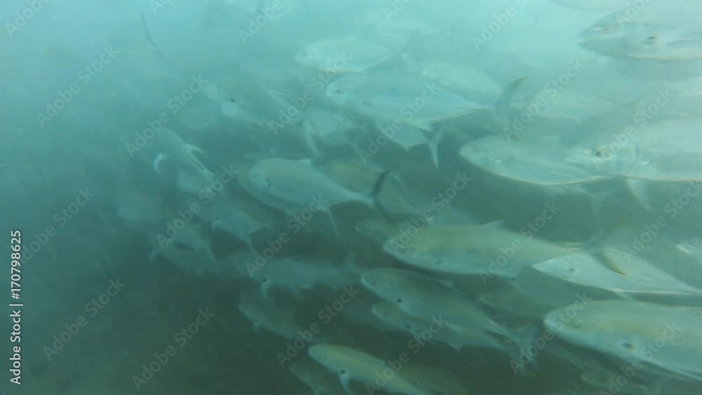 A birds eye view shot of seabed. Camera pans to the right to show groups of grayish fish A birds eye view shot of seabed. Camera pans to the right to show groups of grayish fish