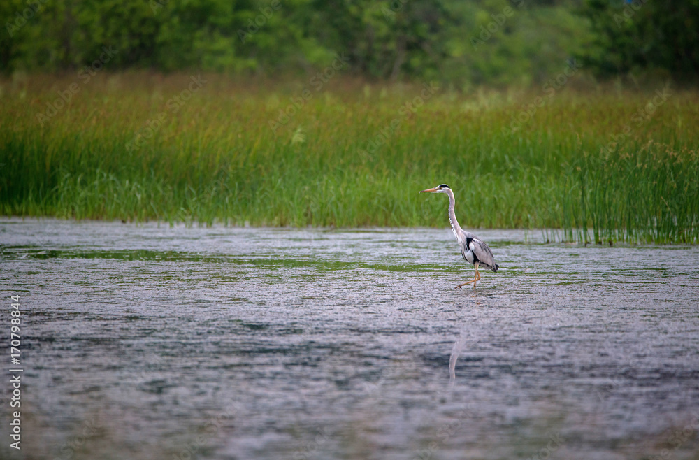 Fototapeta premium Wading Grey Heron