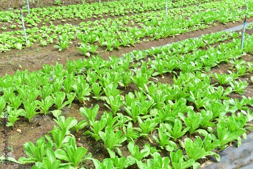 Cos Lettuce, or Romaine Lettuce, Growing in an Organic Farm