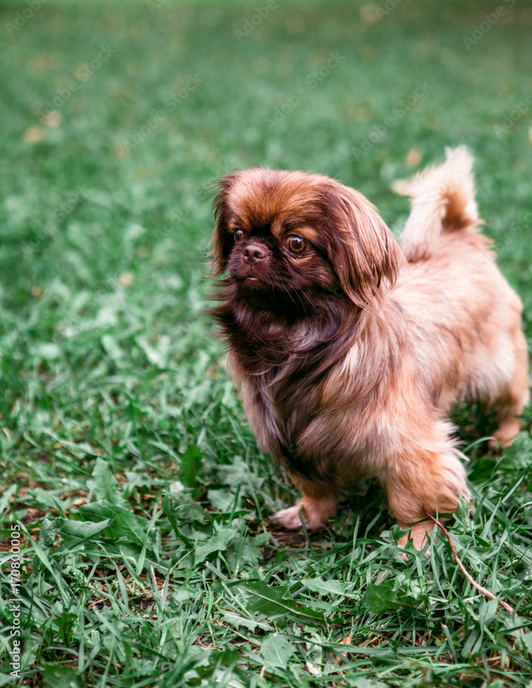 Fototapeta premium purebred dog