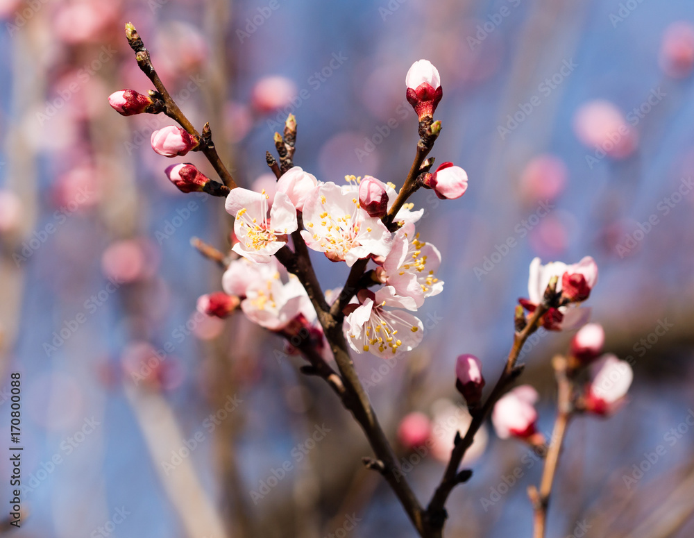 beautiful flowers on apricot branches in nature beautiful flowers on apricot branches in nature