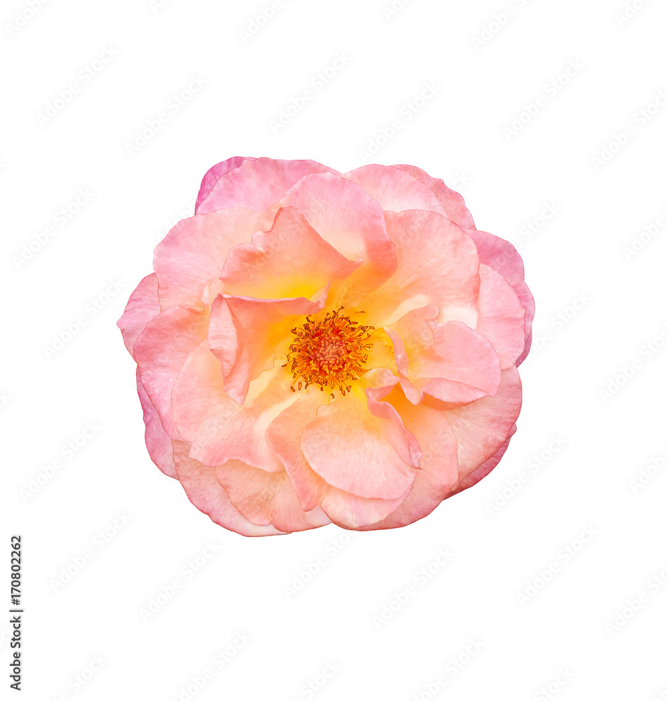 Fototapeta premium Natural pink rose isolated on white background