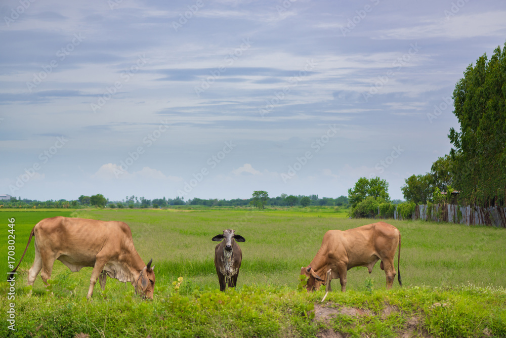 Cow eating grass or rice straw in rice field with blue sky, rural background.