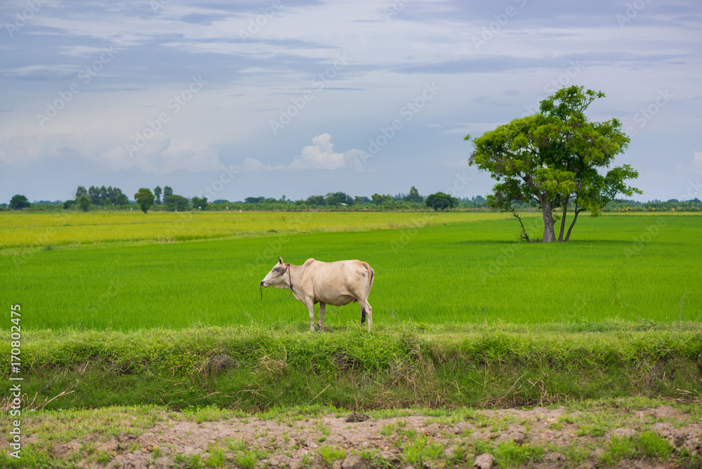 Cow eating grass or rice straw in rice field with blue sky, rural background. Cow eating grass or rice straw in rice field with blue sky, rural background.