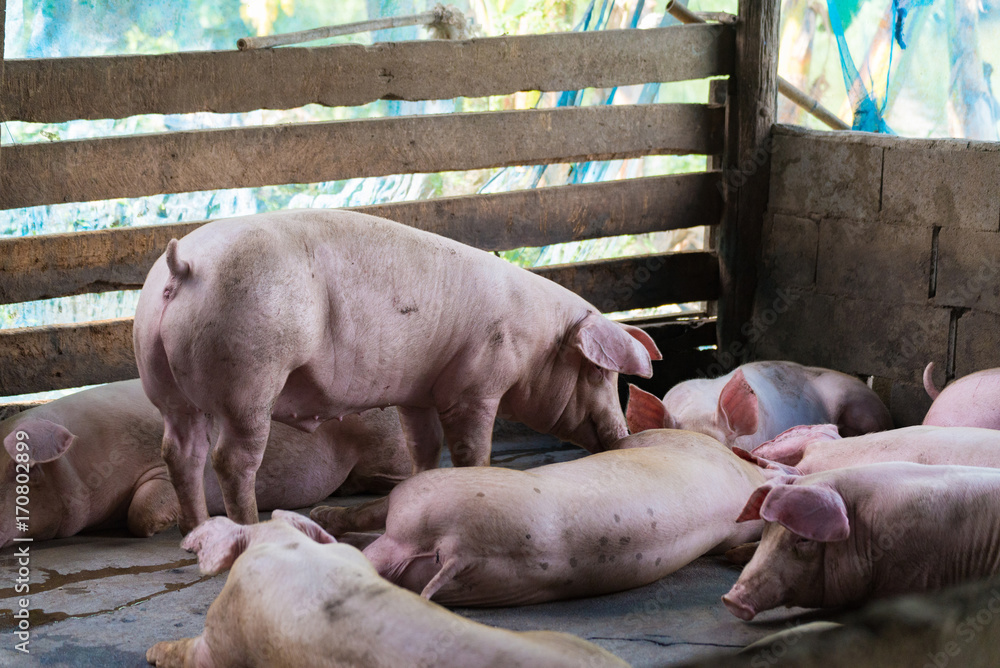 Group of pig sleeping eating in the farm. Group of pig sleeping eating in the farm.