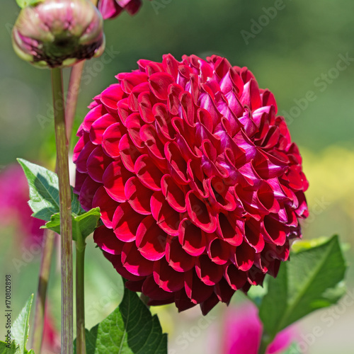 Fototapeta Naklejka Na Ścianę i Meble -  Dahlie, Dahlia