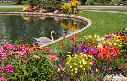 Garden lake with swan and flowers.