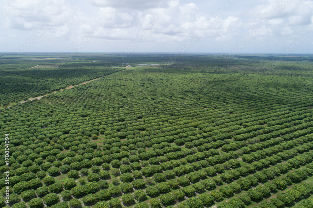 Mango plantation on the outskirts of Darwin