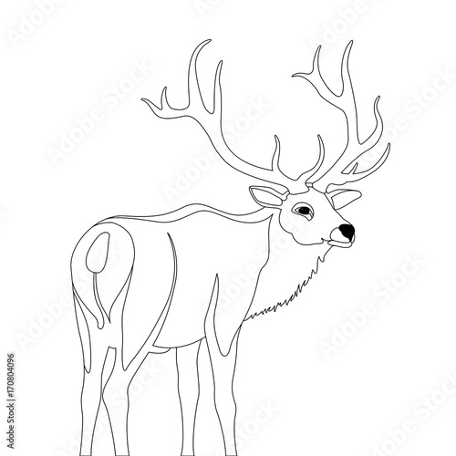 deer vector illustration  line drawing 